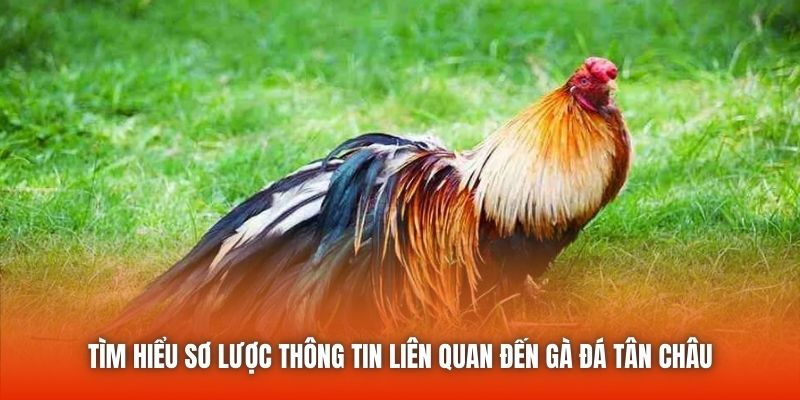 Sơ lược thông tin liên quan đến gà đá Tân Châu