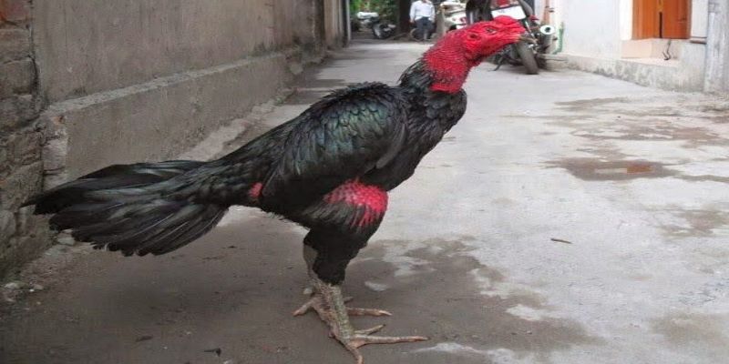 Khu vực Miền nam nổi tiếng với dòng gà chọi Việt