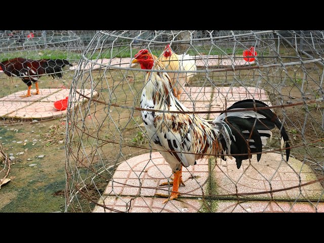 Gà ngũ sắc linh kê màu mạng/ Tung Vlog - YouTube