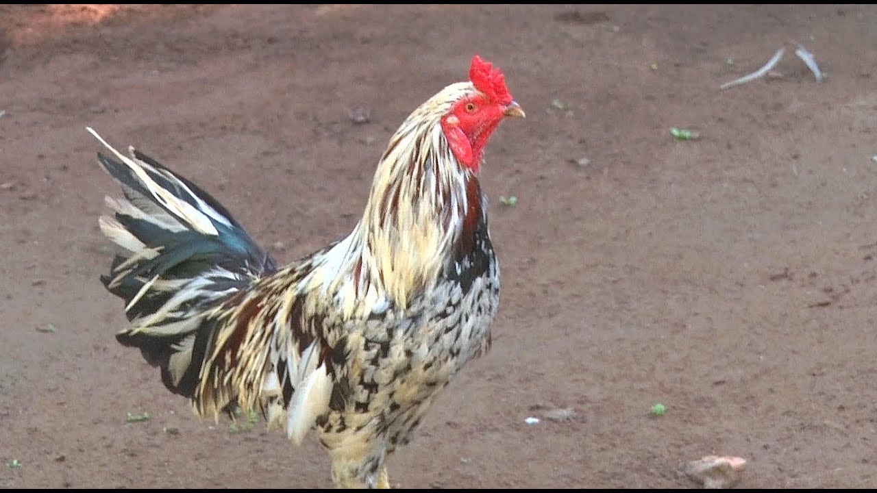 Ngũ Sắc Thần Kê. Gà Linh/ Tung Vlog