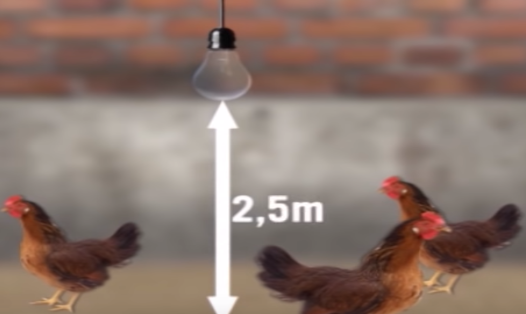 Mô hình ánh sáng chuồng gà